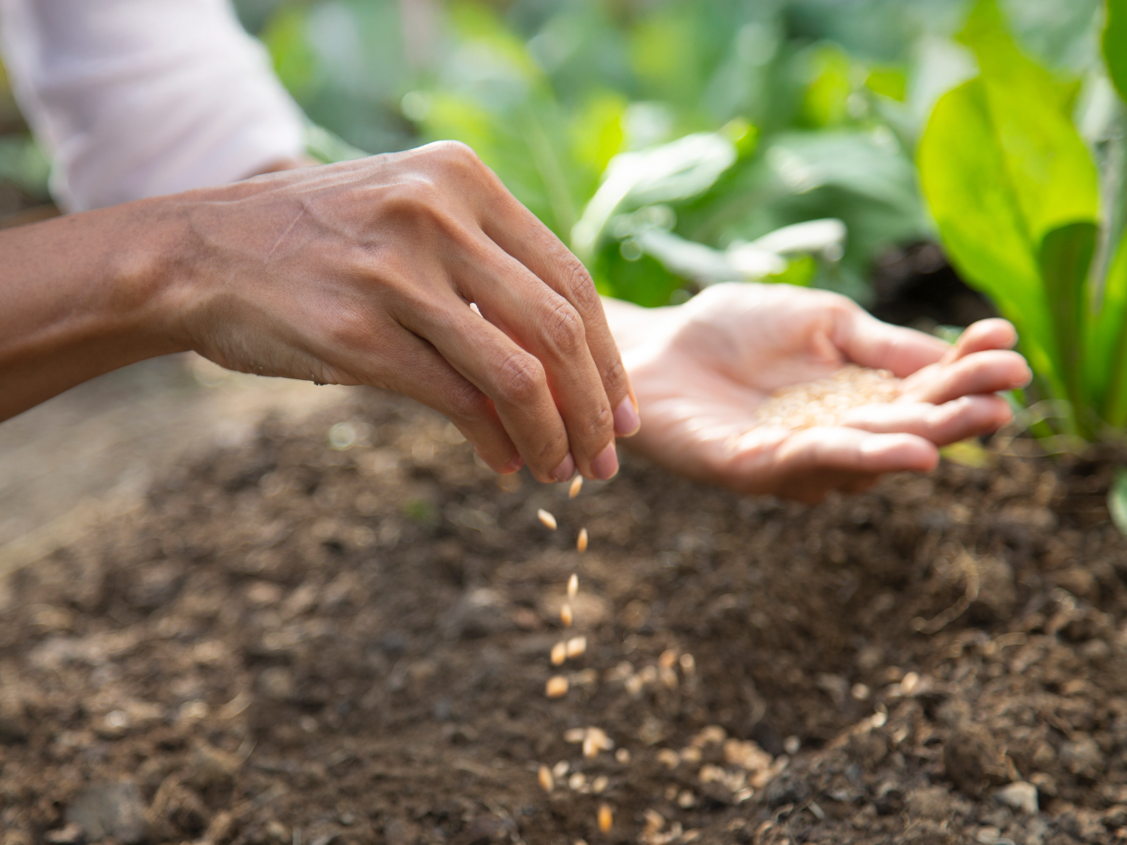 Sowing the Seeds of Faith